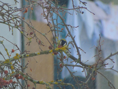 Parus major