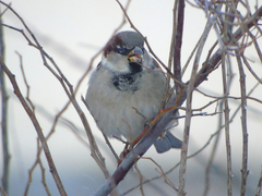 Passer domesticus
