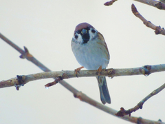 Passer montanus