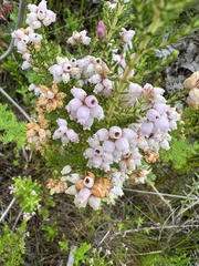 Erica scabriuscula