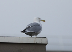 Larus argentatus