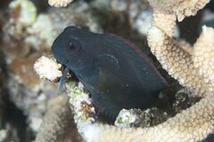 Black Coral Blenny photo 5