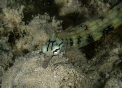 Corythoichthys haematopterus