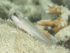 Ecsenius mandibularis