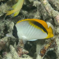 Chaetodon lineolatus