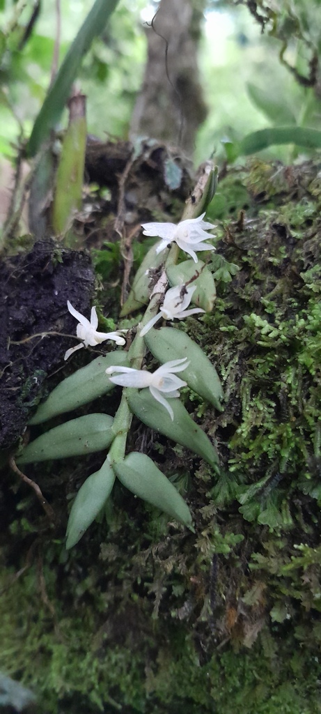 Angraecum baronii