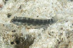 Asterropteryx semipunctata