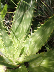 Aloe greatheadii davyana