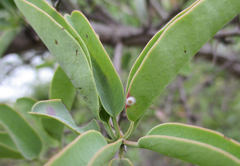 Ximenia americana