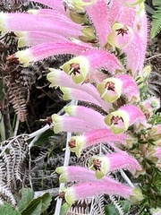 Erica densifolia