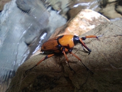 Cyrtotrachelus thompsoni