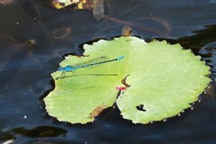 Caliagrion billinghursti