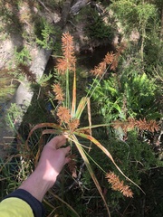 Cyperus lucidus