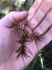 Cyperus lucidus