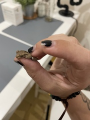 Osteopilus dominicensis