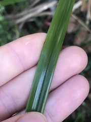 Cyperus lucidus