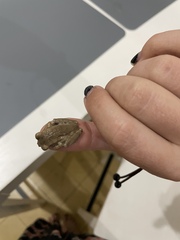 Osteopilus dominicensis