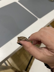 Osteopilus dominicensis