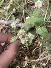 Alternanthera sessilis