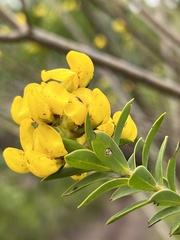 Liparia hirsuta