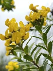 Liparia hirsuta