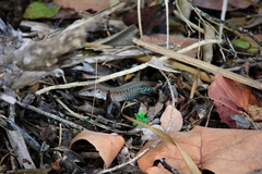 Ameiva praesignis