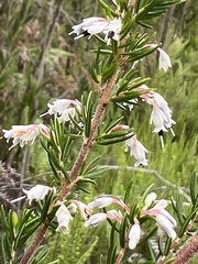 Erica fuscescens