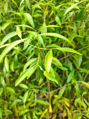 Coptosperma supra-axillare