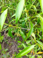 Coptosperma supra-axillare