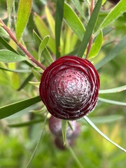 Leucadendron conicum