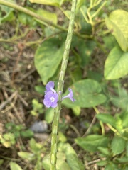 Stachytarpheta jamaicensis
