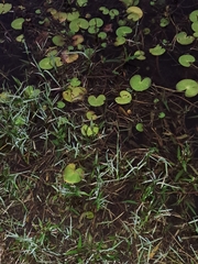 Nymphoides thunbergiana