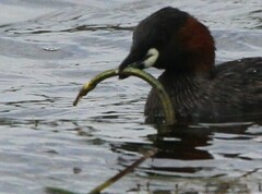 Syngnathus temminckii