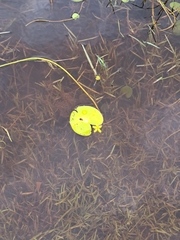 Nymphoides thunbergiana