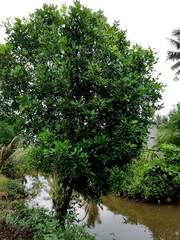 Xylocarpus granatum