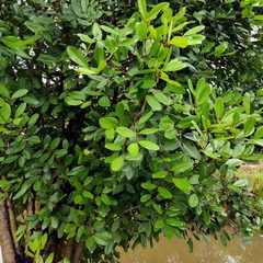 Xylocarpus granatum