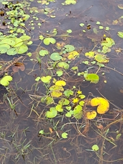 Nymphoides thunbergiana