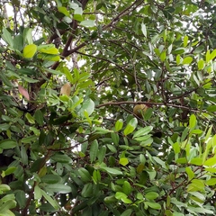 Xylocarpus granatum
