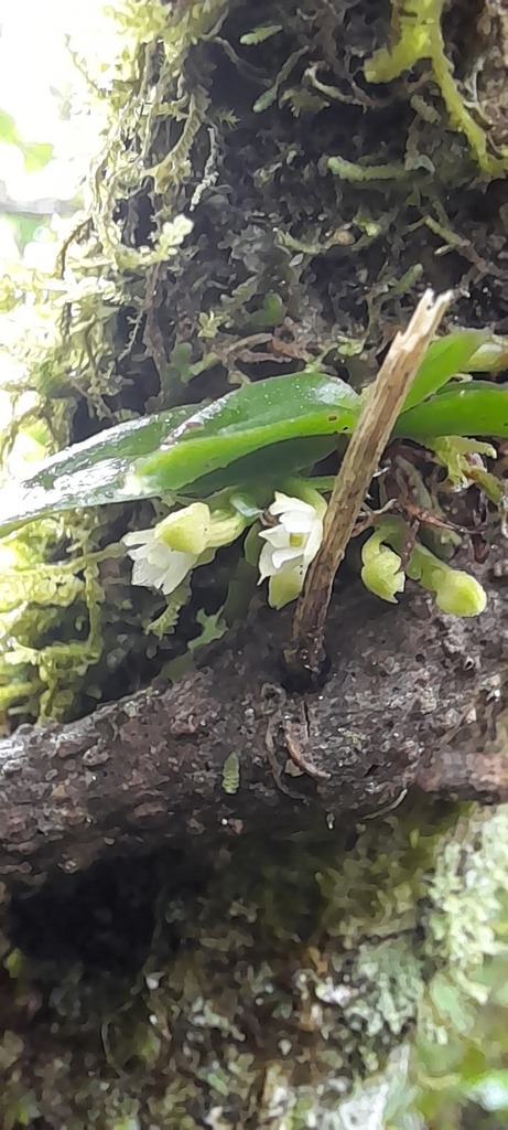 Angraecum perparvulum H.Perrier