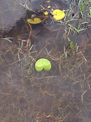 Nymphoides thunbergiana