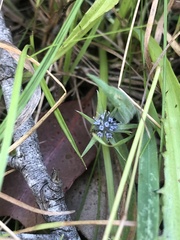 Eryngium vesiculosum
