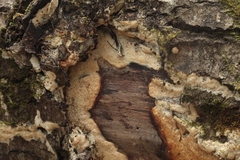 Antrodia heteromorpha