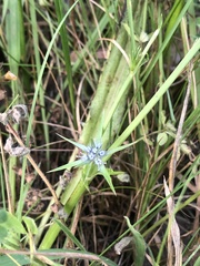 Eryngium vesiculosum