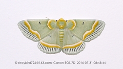 Iotaphora admirabilis