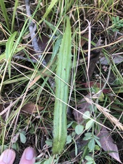 Eryngium vesiculosum