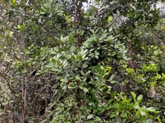 Xylocarpus granatum