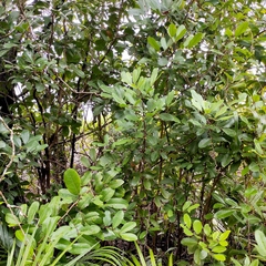 Xylocarpus granatum