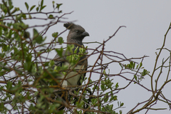 Corythaixoides leucogaster