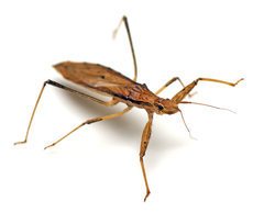 Sastrapada australica