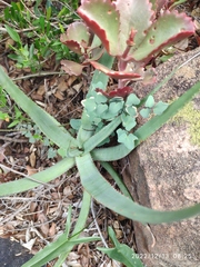Aloe spicata